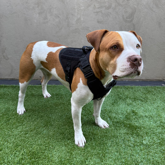 Dog Harness – Elite