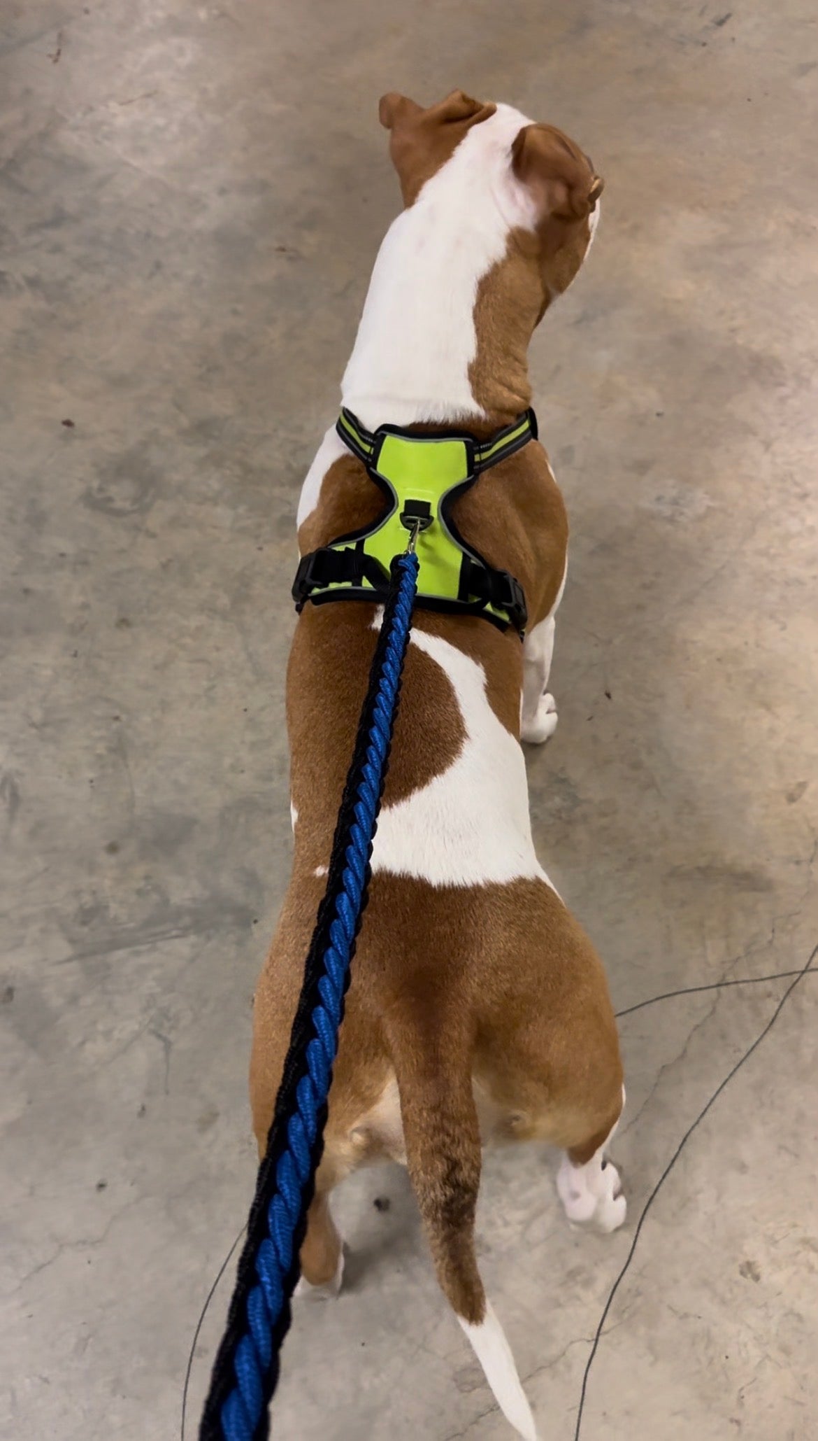 Dog Leash - Thick Rope