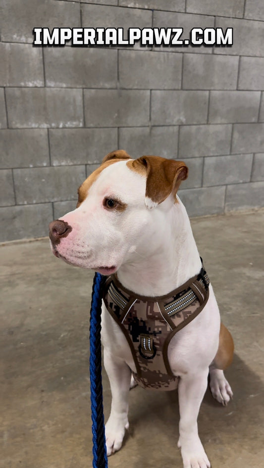 Dog Harness – Pro