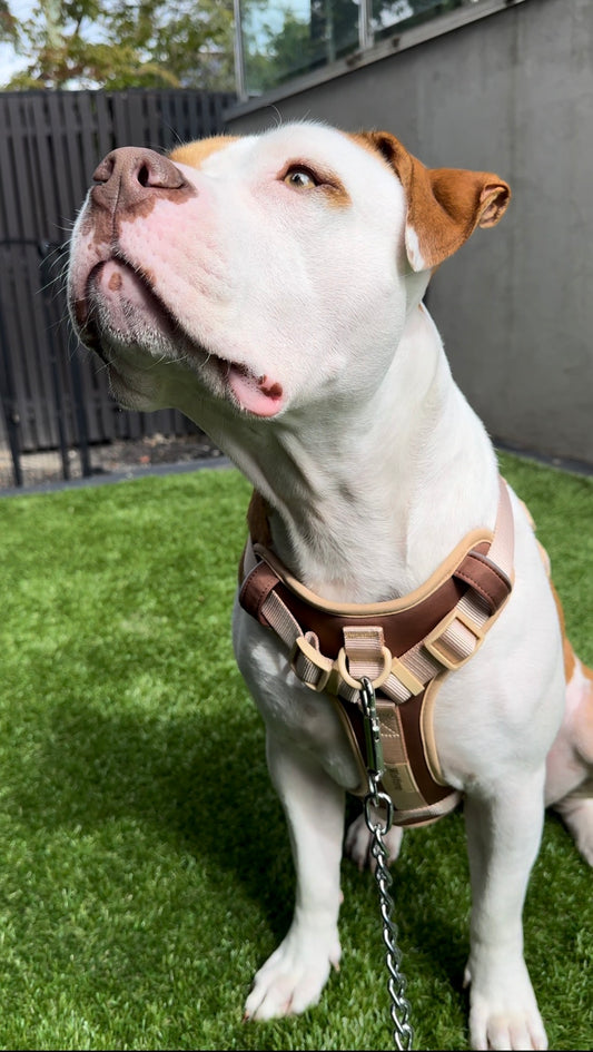 Dog Harness – Tactical