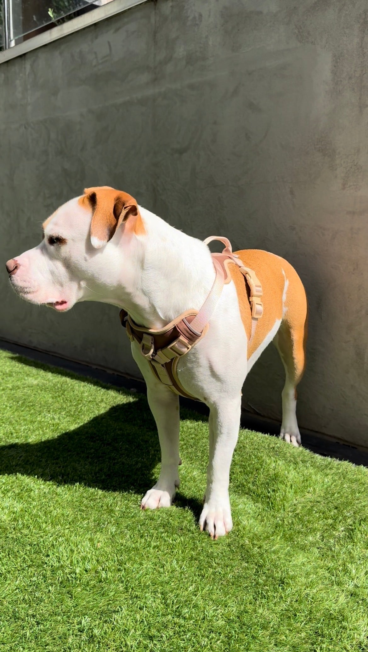 Dog Harness – Tactical