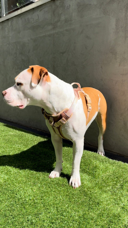 Dog Harness – Tactical