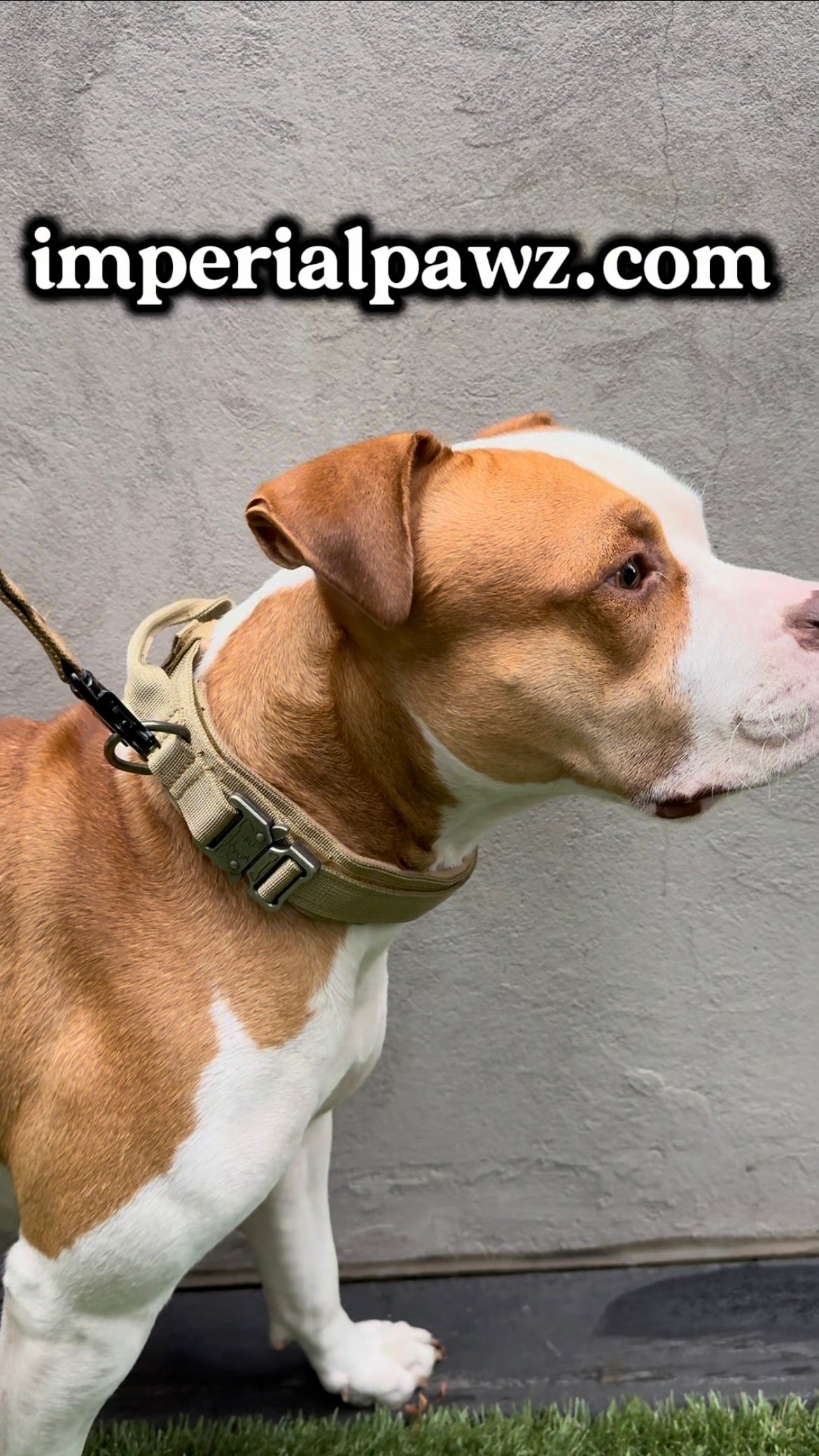 Dog Collar – Quick Release