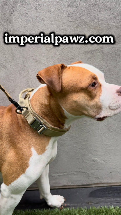 Dog Collar – Quick Release
