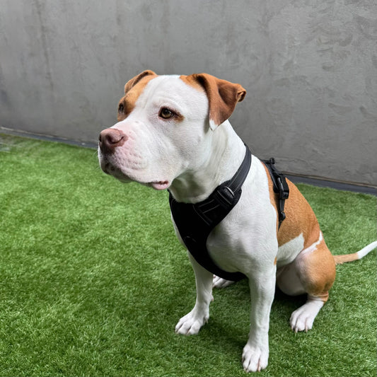 Dog Harness – Classic