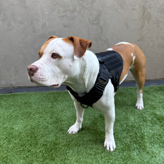 Dog Harness – Elite