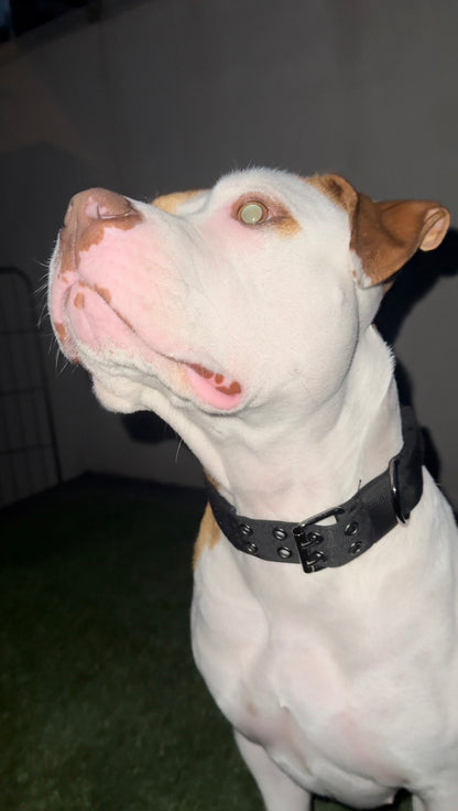 Nylon Dog Collar – Double Buckle