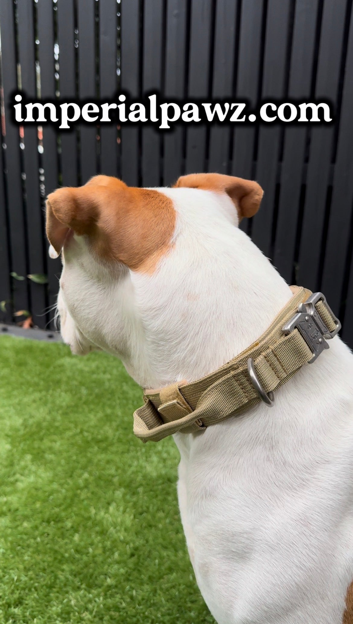Dog Collar – Quick Release