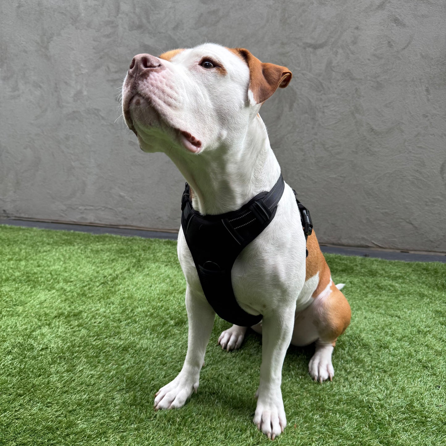 Dog Harness – Classic