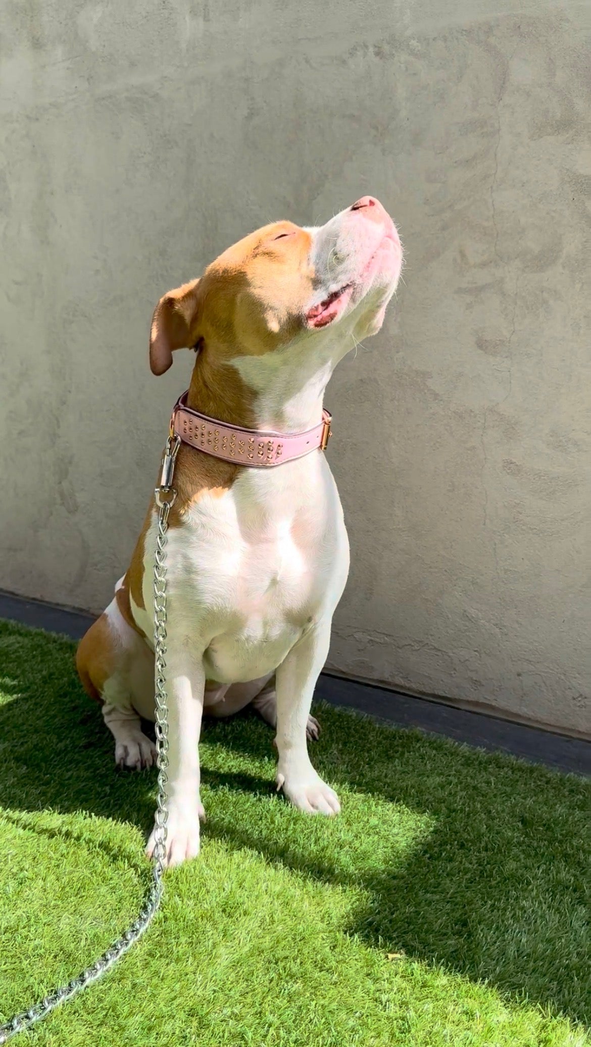 Leather Dog Collar - Studded (Pink)