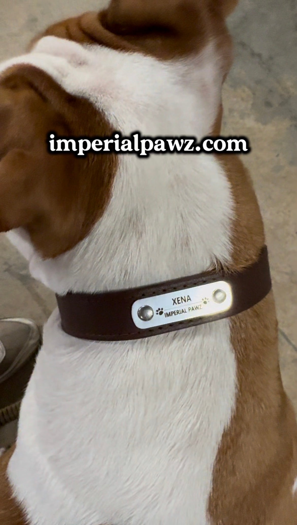 (Personalized) - Leather Dog Collar