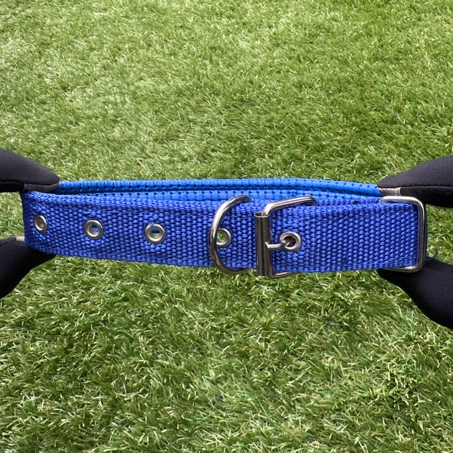 Nylon Dog Collar – Single Buckle