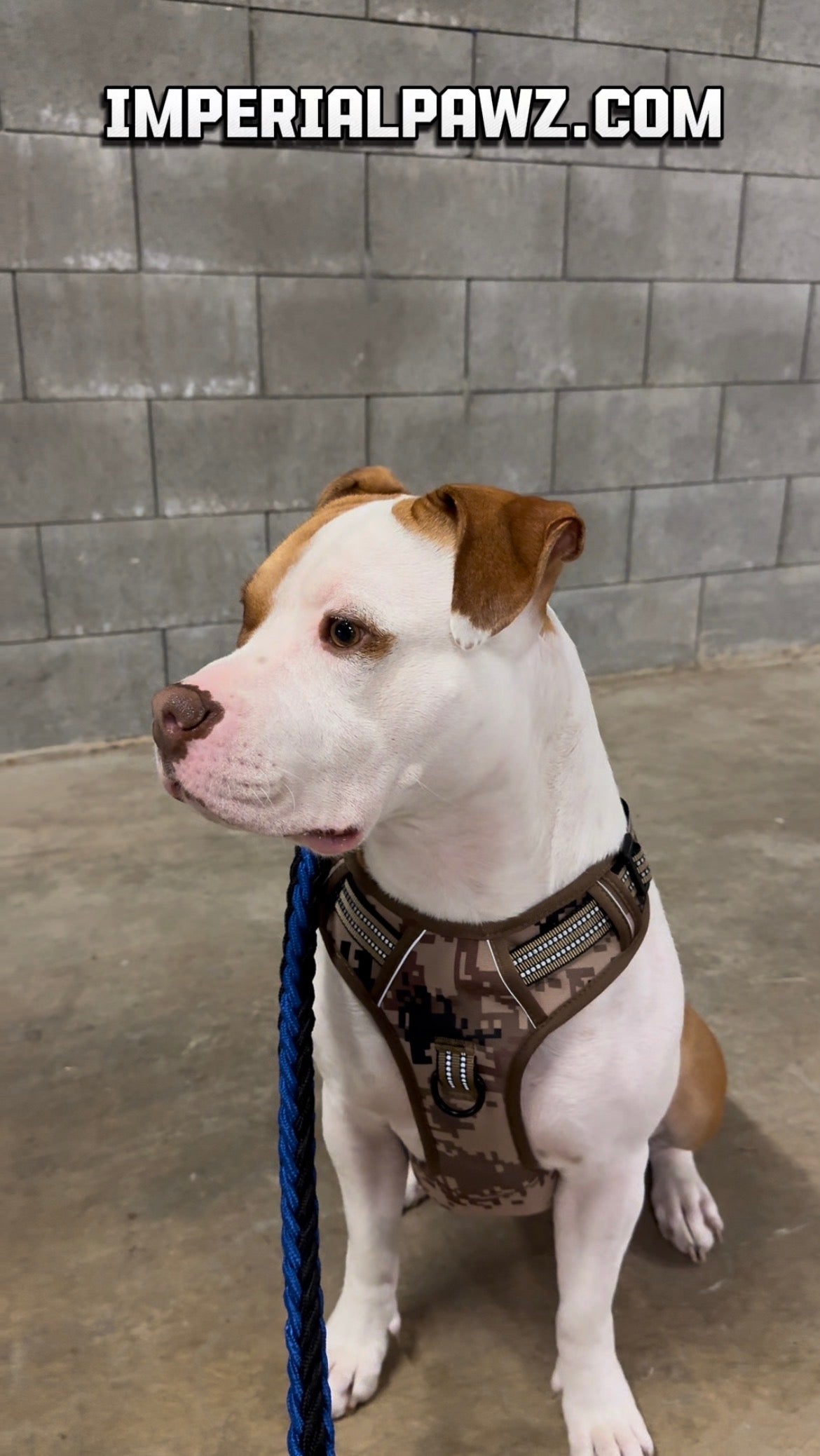 Dog Harness – Pro