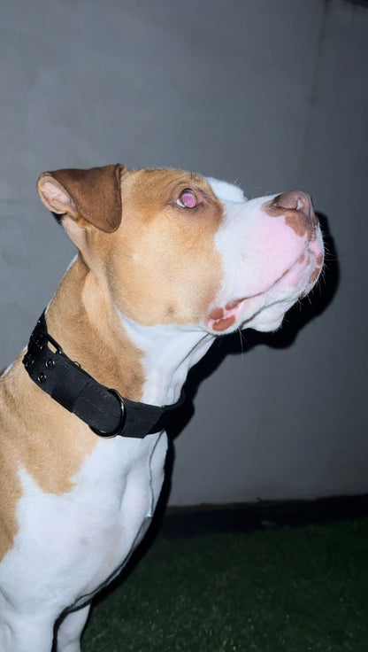 Nylon Dog Collar – Double Buckle