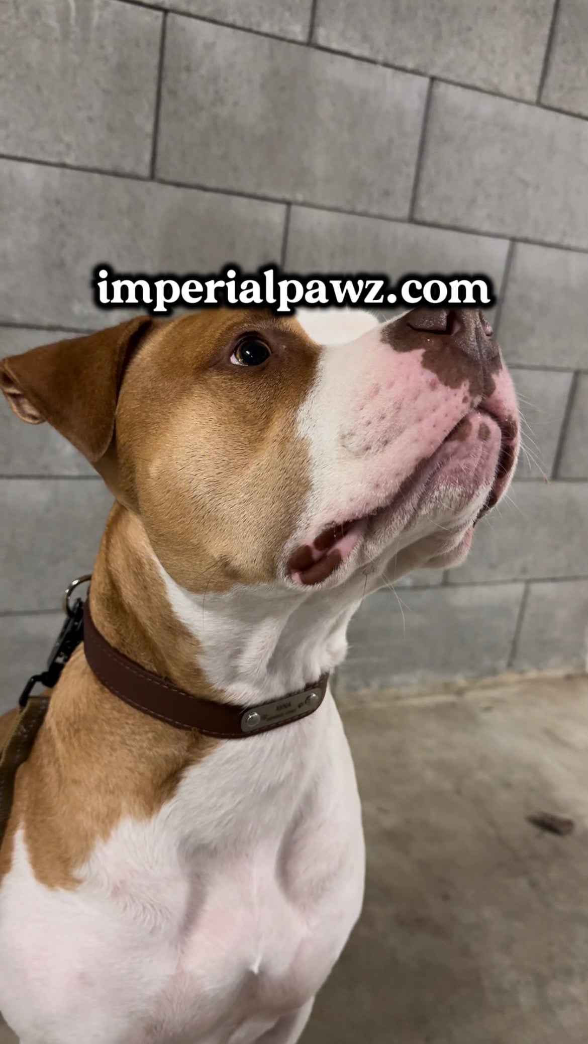 (Personalized) - Leather Dog Collar