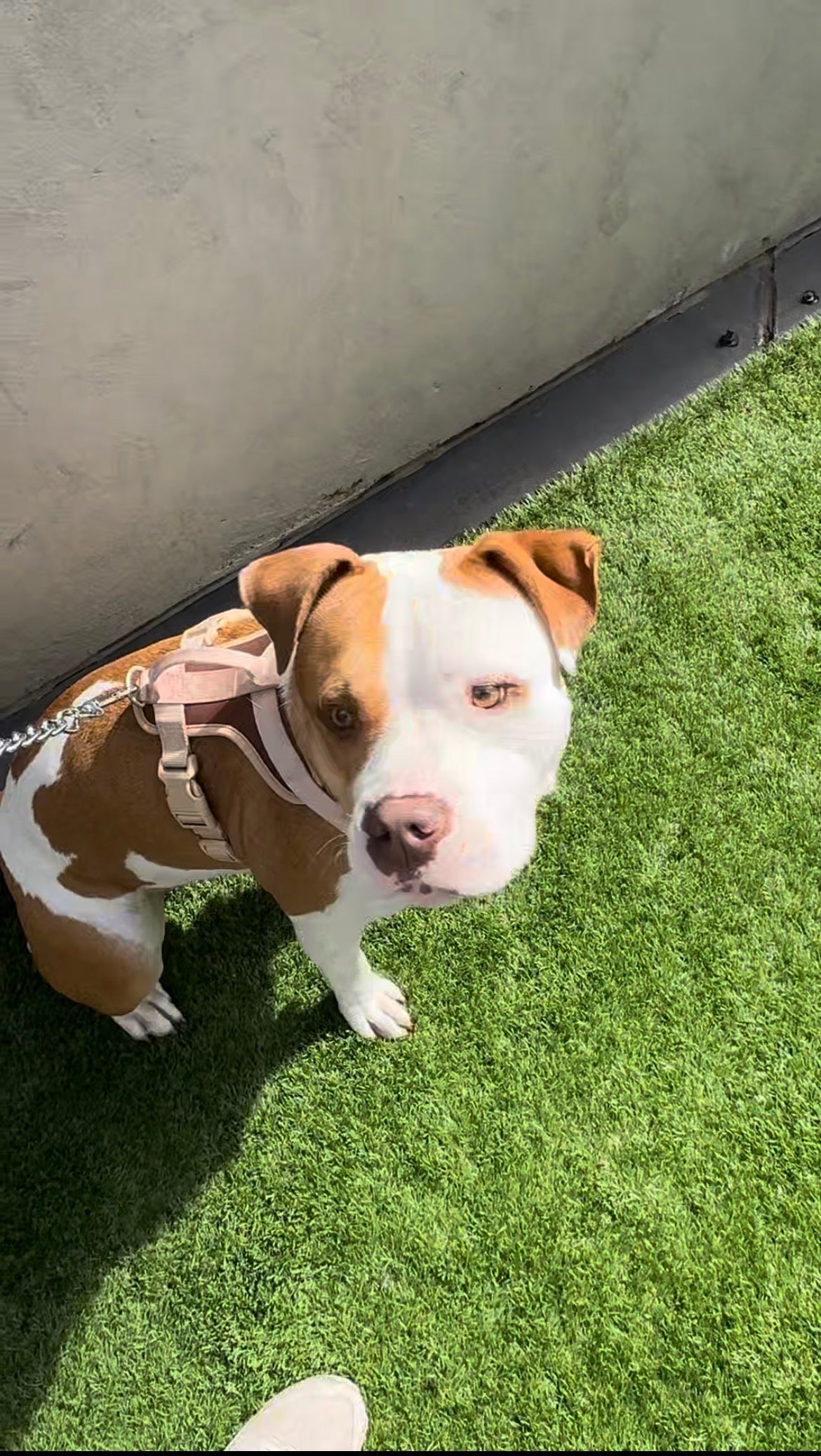 Dog Harness – Tactical