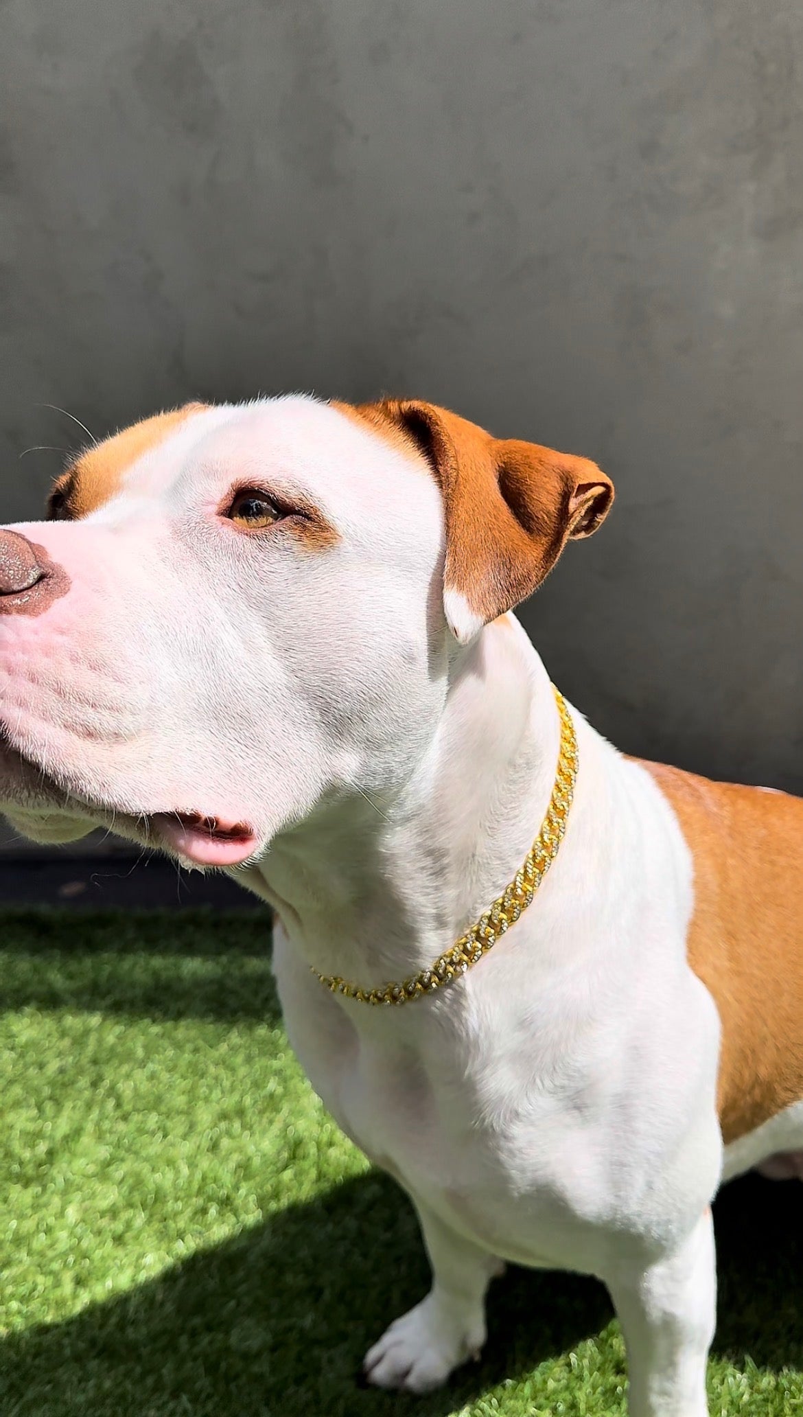 Cuban Chain - Imperial Pawz