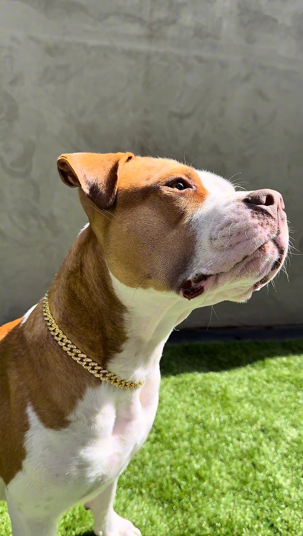 Cuban Chain - Imperial Pawz