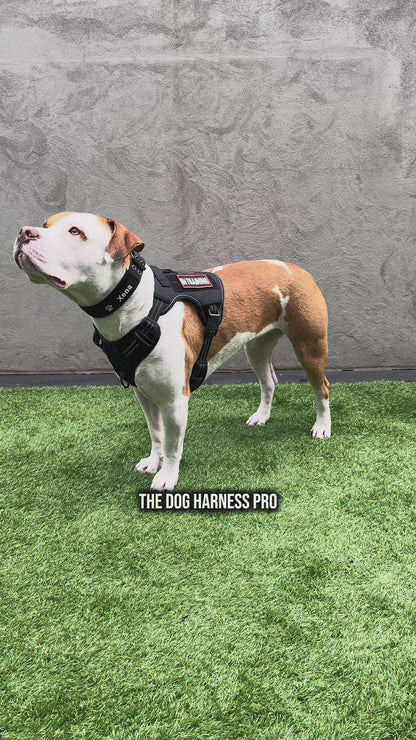 Dog Harness – Pro
