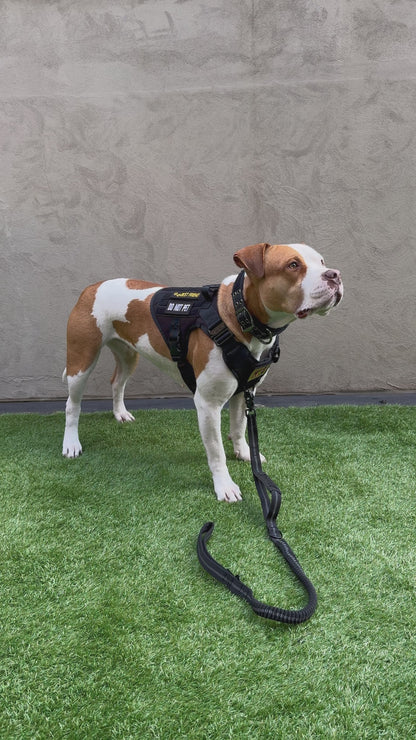 Dog Harness – Elite