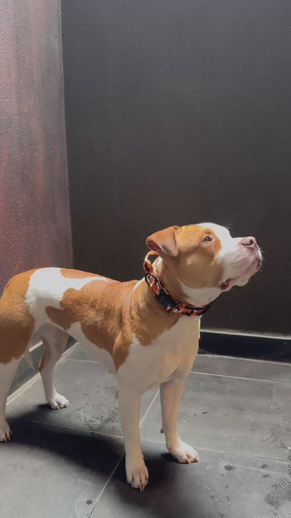 Collar – Quick Release