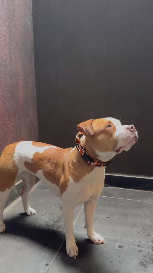 Collar – Quick Release